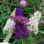 Buddleia davidii Cultivars (Black Knight) (White Profusion) and (Pink Delight)